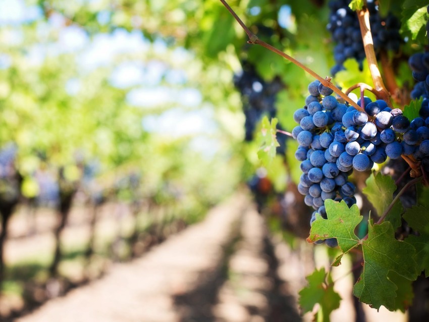 https://pronomianew.pomens.gr/index.php?option=com_jomcomdev&format=raw&task=ajax.image&pr=dz04NTAmYWM9NC8z&hash=e7f44c&dir=ey&src=42-purple-grapes-vineyard-napa-valley-napa-vineyard-39511.jpeg